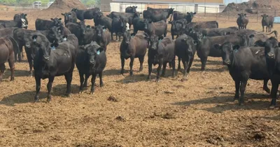 cattle listing photo