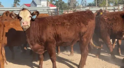 cattle listing photo
