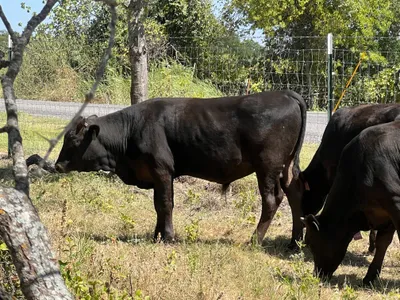 cattle listing photo