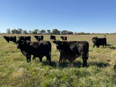 cattle listing photo