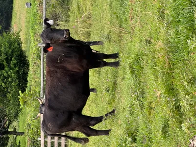 cattle listing photo
