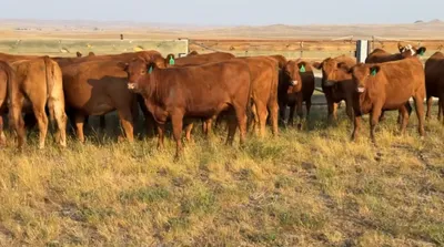 cattle listing photo