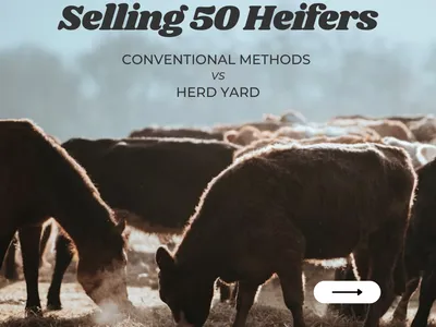 cattle listing photo