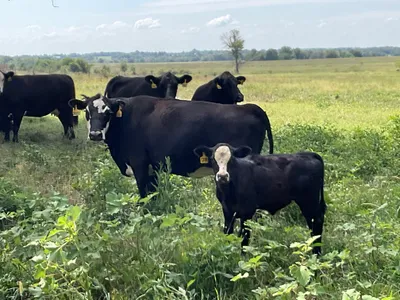 cattle listing photo