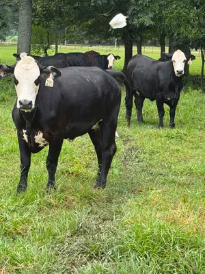 cattle listing photo