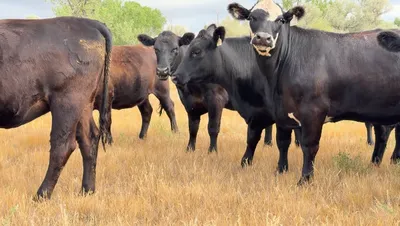 cattle listing photo