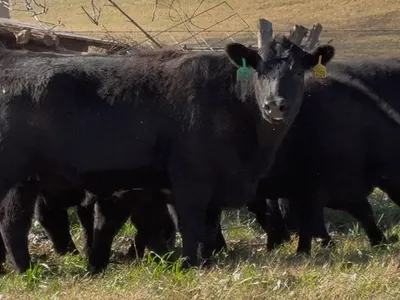 cattle listing photo