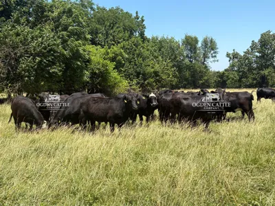 cattle listing photo