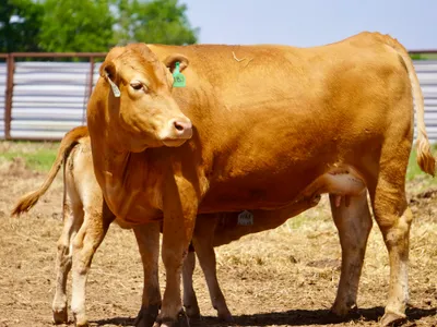 cattle listing photo