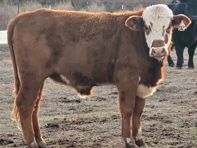 cattle listing photo