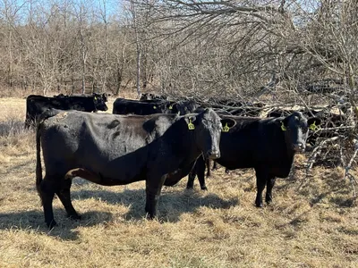 cattle listing photo