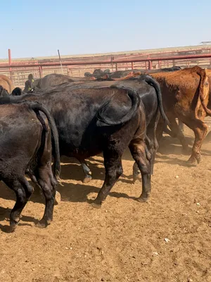 cattle listing photo