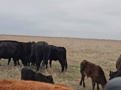 cattle listing photo