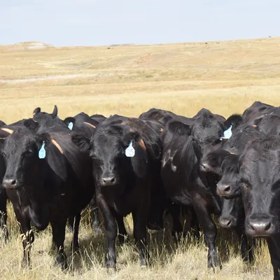 cattle listing photo