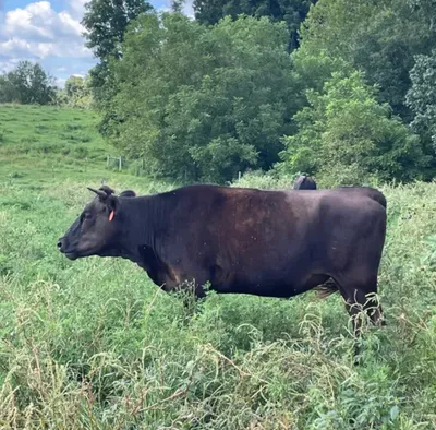 cattle listing photo