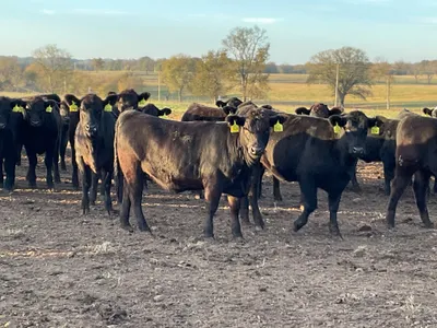 cattle listing photo