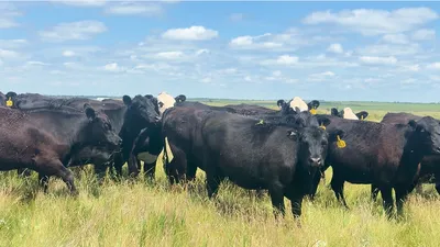 cattle listing photo