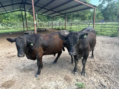 cattle listing photo
