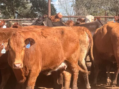 cattle listing photo