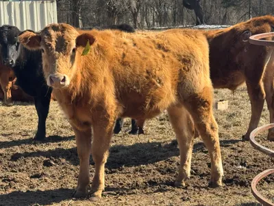 cattle listing photo