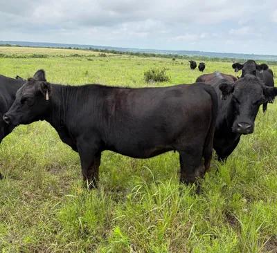 cattle listing photo
