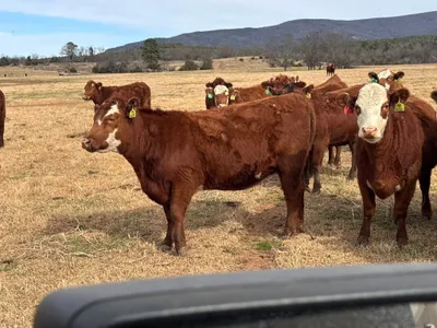 cattle listing photo