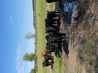 cattle listing photo