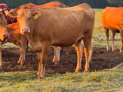 cattle listing photo