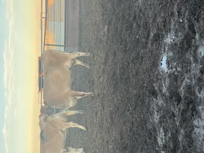 cattle listing photo