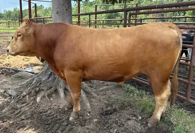 cattle listing photo