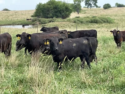cattle listing photo