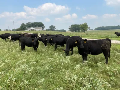 cattle listing photo