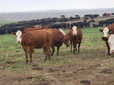 cattle listing photo