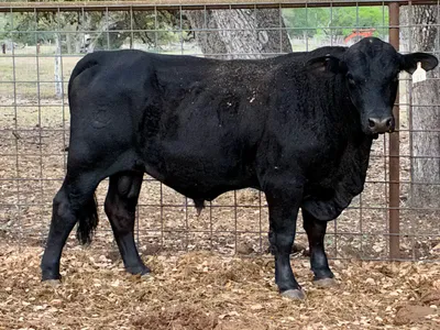 cattle listing photo