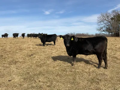 cattle listing photo