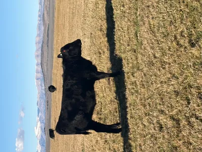 cattle listing photo