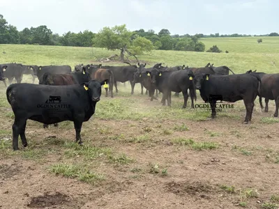 cattle listing photo