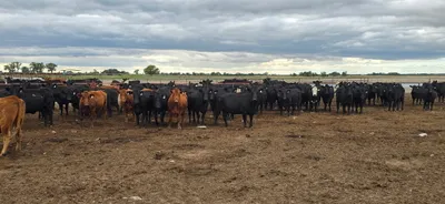 cattle listing photo