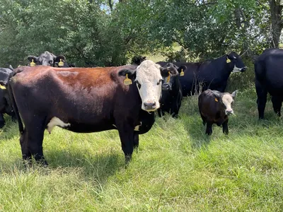 cattle listing photo