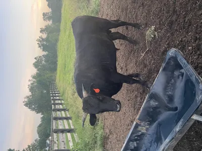 cattle listing photo