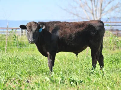 cattle listing photo