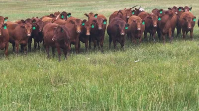 cattle listing photo