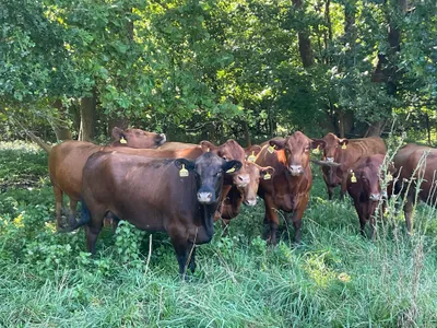 cattle listing photo