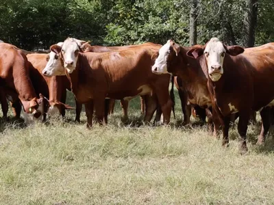 cattle listing photo