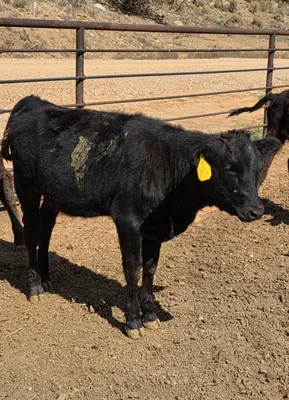 cattle listing photo