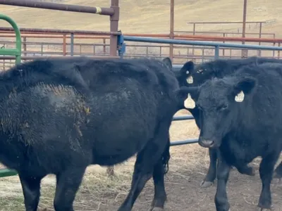 cattle listing photo