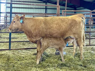 cattle listing photo
