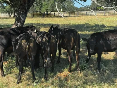 cattle listing photo