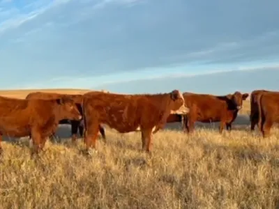 cattle listing photo