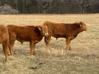 cattle listing photo